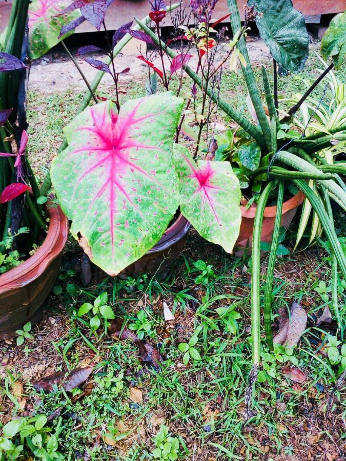 קו לנטה Baan Jing Jai Homestay Resort Lanta מראה חיצוני תמונה